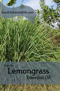 Uses for Lemongrass Essential Oil