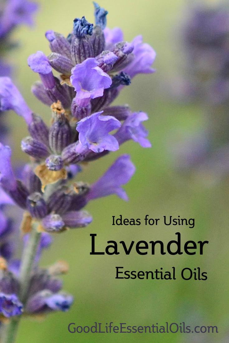 Using Lavender Essential Oils
